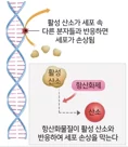 글루코시놀레이트 (Glucosinolate, GLS)